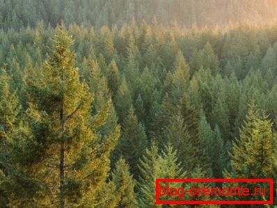 Фотографије четинарске шуме - главни снабдевач дрвне грађе Фотографије четинарске шуме - главни снабдевач дрвне грађе